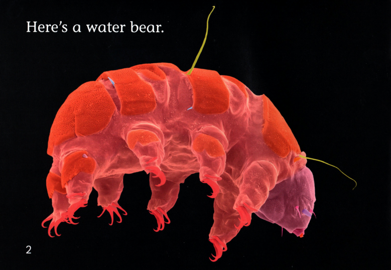 Water Bears绘本故事第3页