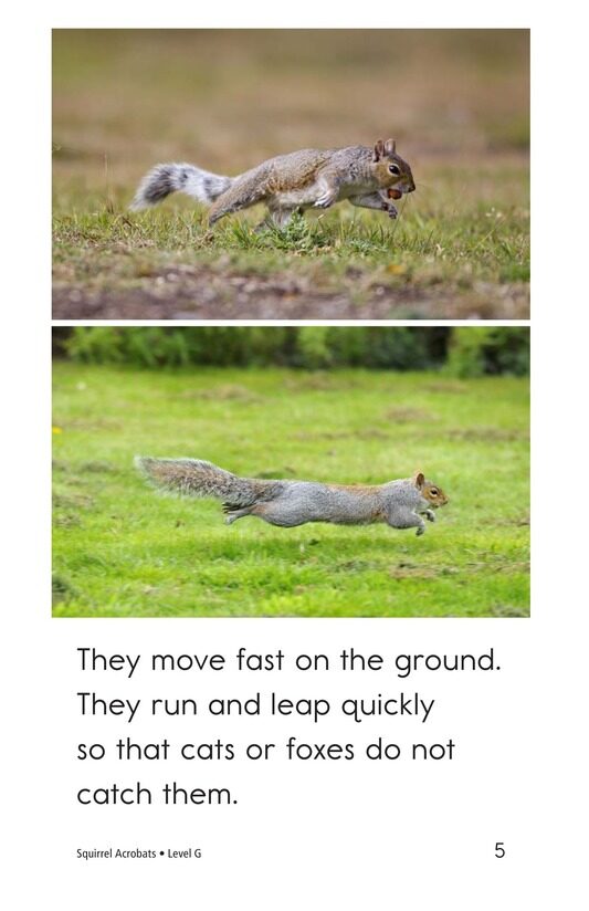 Squirrel Acrobats绘本故事第5页