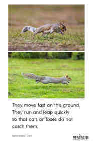 Squirrel Acrobats绘本故事第5页