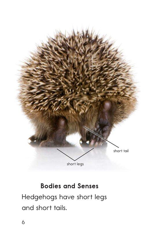 Hedgehogs绘本故事第5页