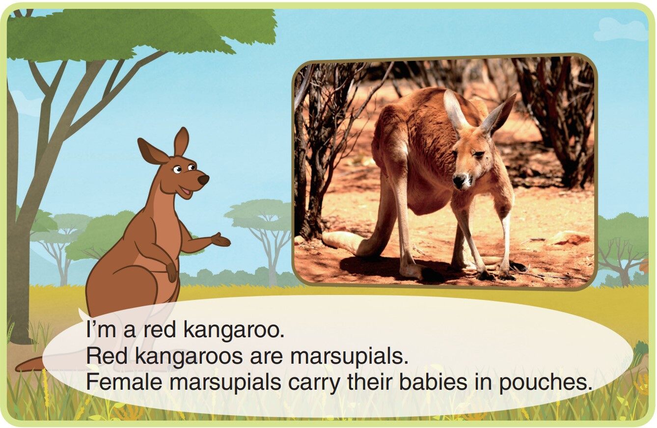 Red Kangaroo绘本故事第3页