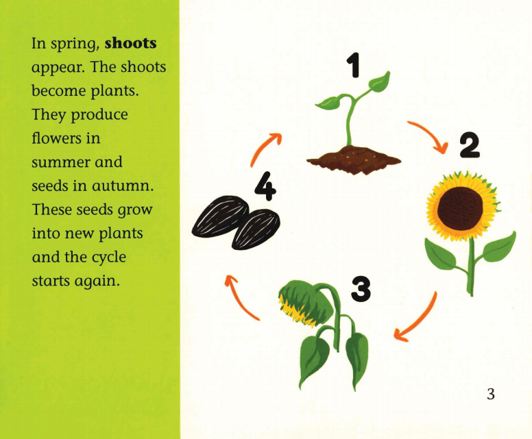 The Gardening Year绘本故事第4页