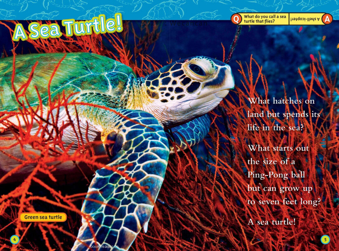Sea Turtles绘本故事第3页