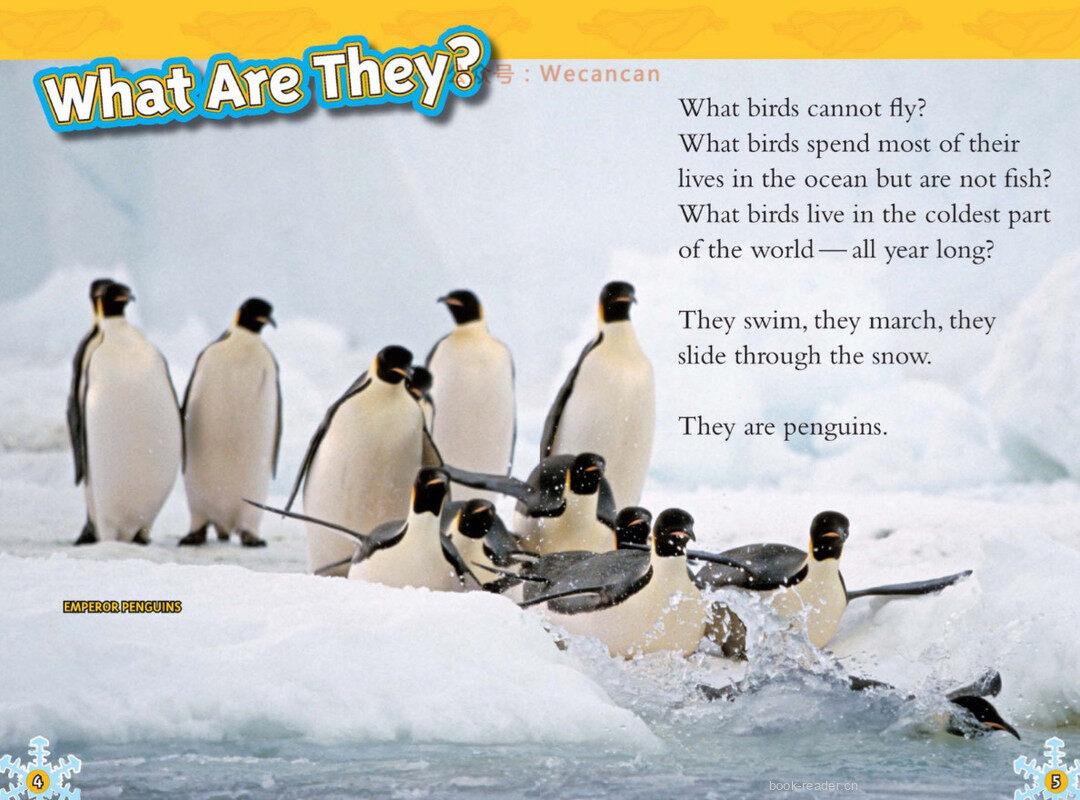 Penguins绘本故事第3页