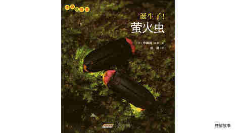 诞生了！萤火虫绘本故事第2页