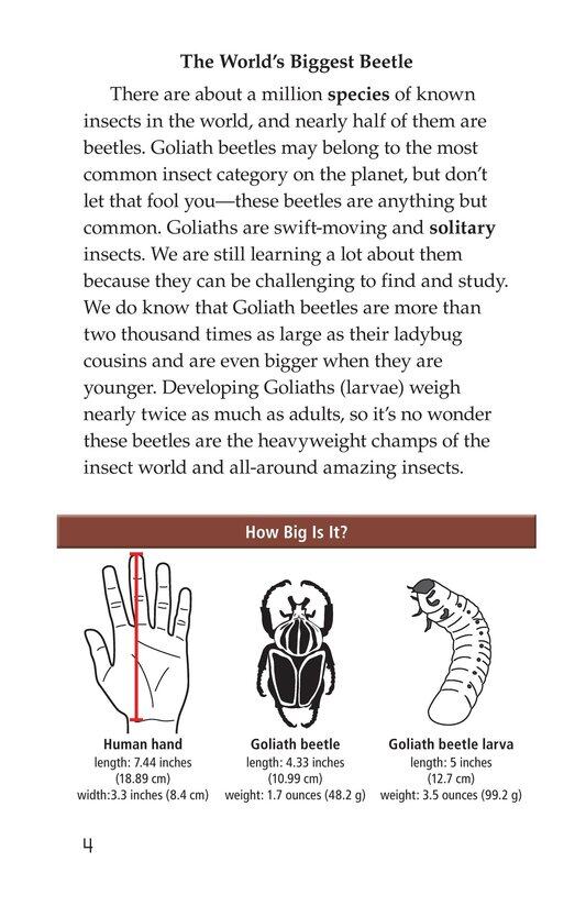 Goliath Beetles Giant Insects绘本故事第3页