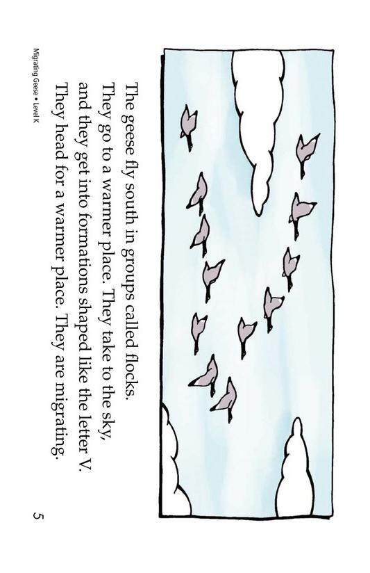 Migrating Geese绘本故事第5页
