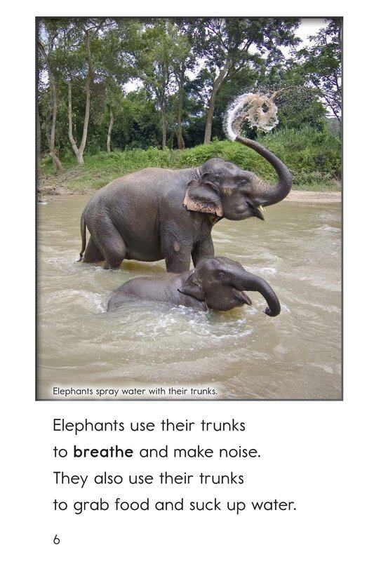 Elephants Giant Mammals绘本故事第5页