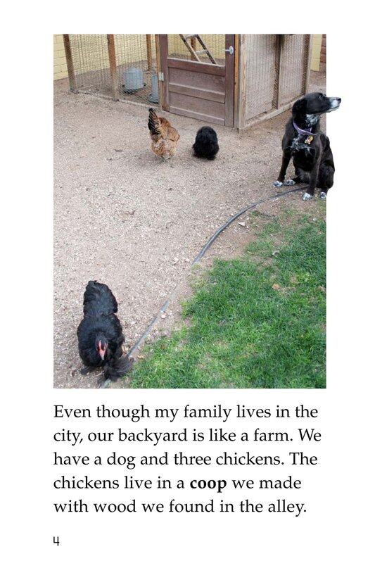 Chickens in My Backyard绘本故事第4页