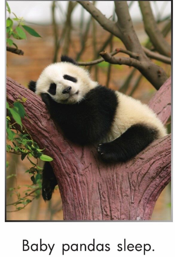 Pandas Grow Up绘本故事第3页