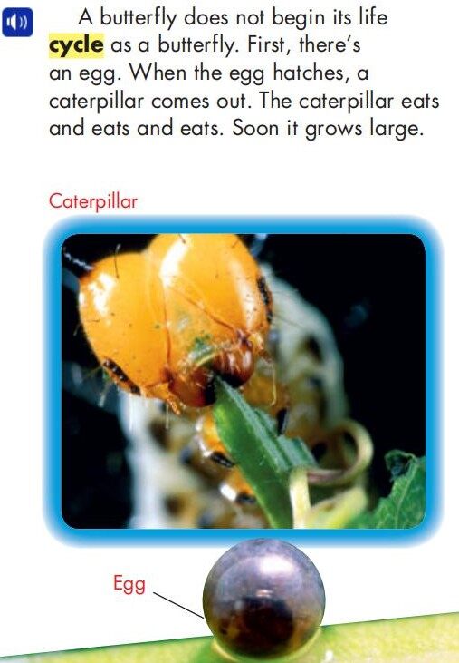 Butterflies绘本故事第4页