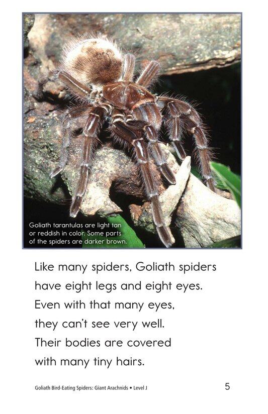 Goliath Bird-Eating Spiders Giant Arachnids绘本故事第4页