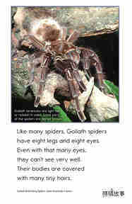 Goliath Bird-Eating Spiders Giant Arachnids绘本故事第4页
