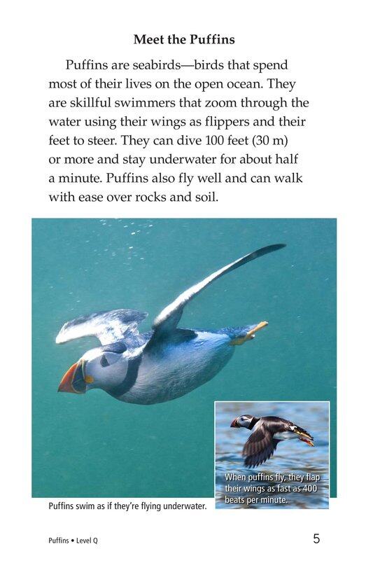Puffins绘本故事第4页