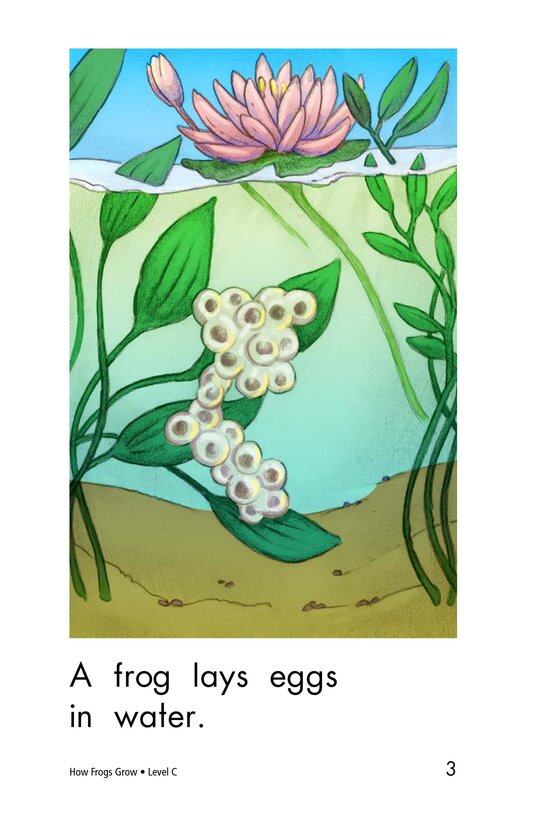 How Frogs Grow绘本故事第3页