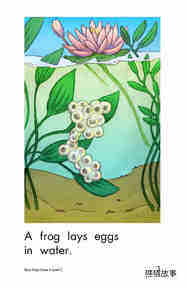 How Frogs Grow绘本故事第3页