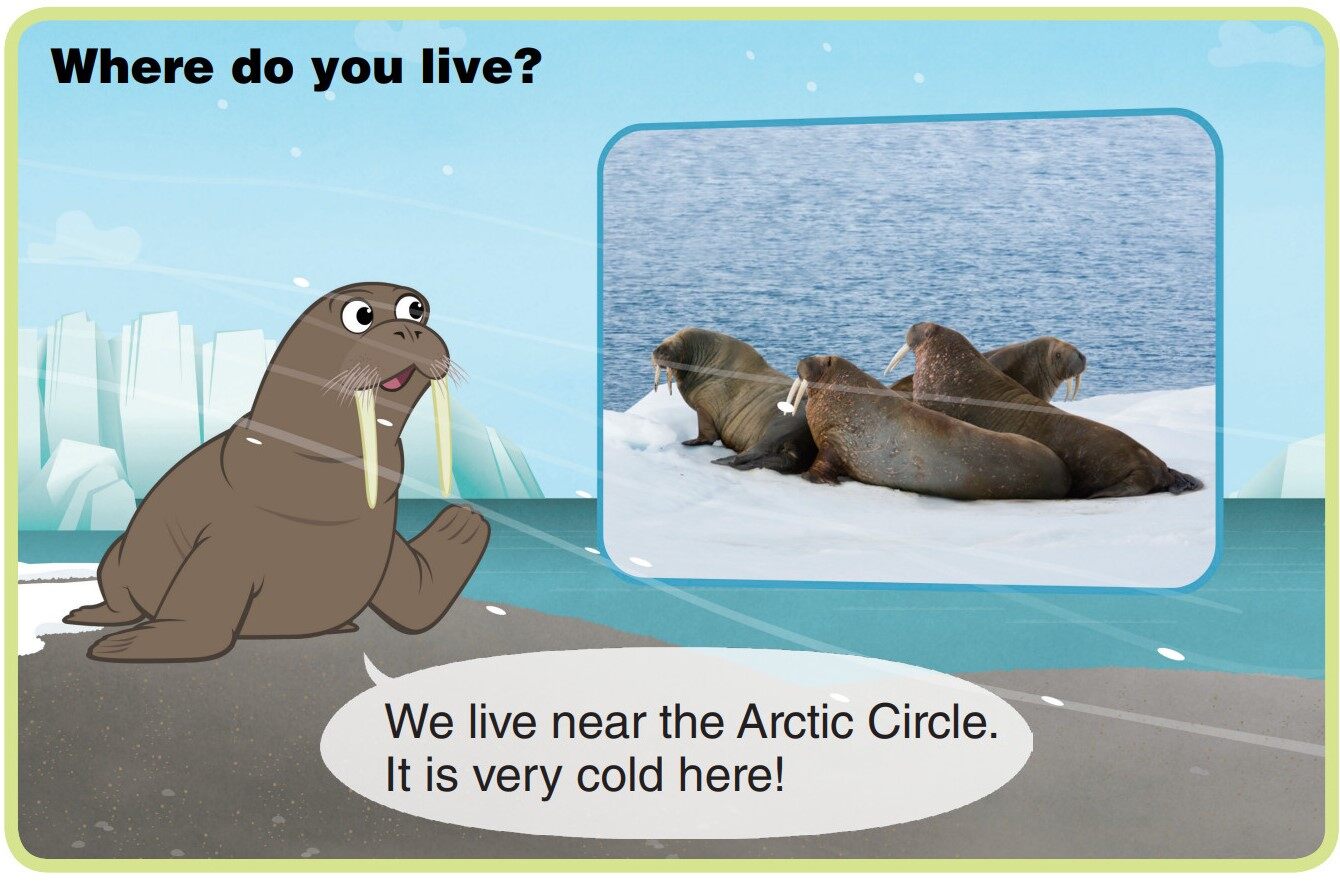 Walrus绘本故事第4页