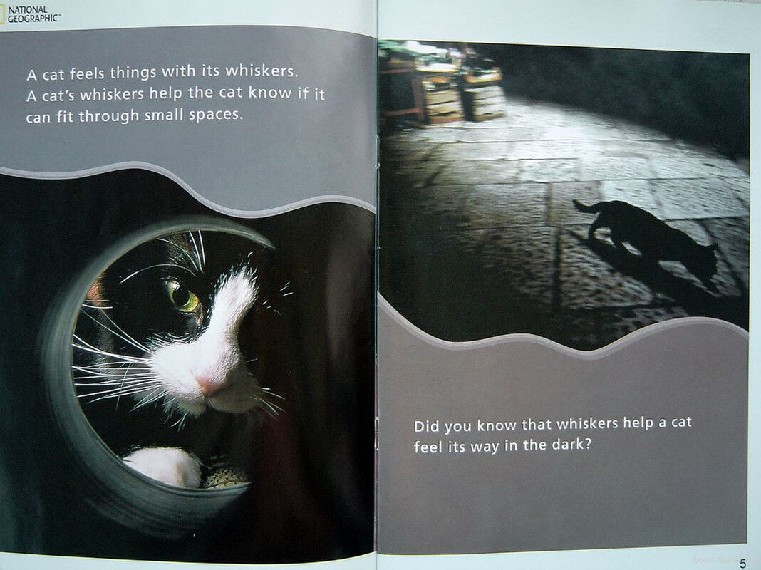 A Cats Shiskers绘本故事第4页