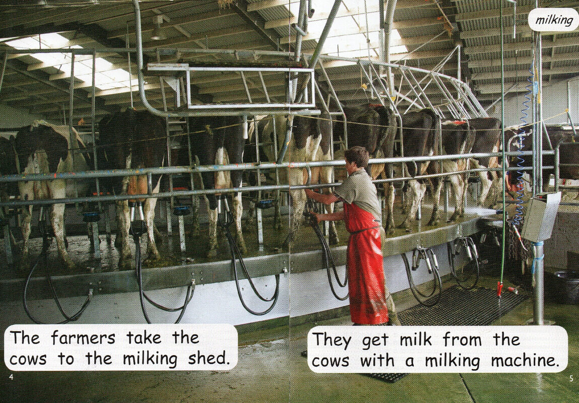 making milk绘本故事第4页