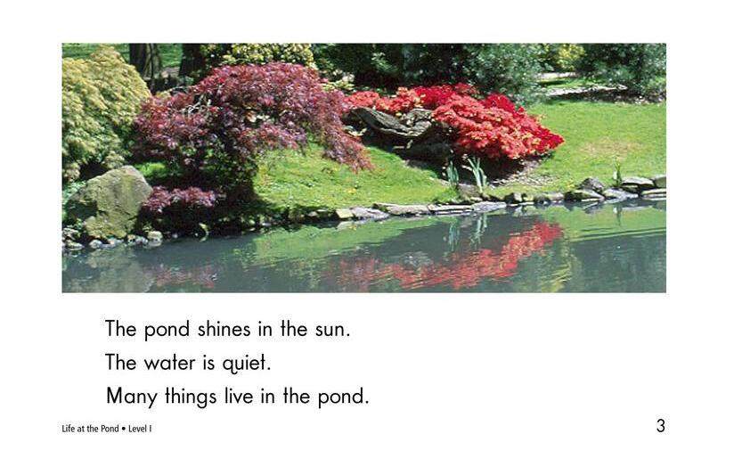 Life at the Pond绘本故事第3页