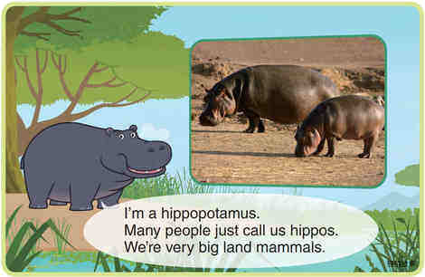 Hippopotamus绘本故事第3页