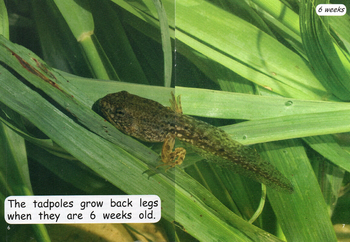 from tadpole to frog绘本故事第5页