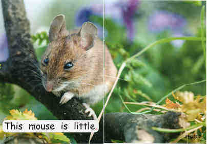 little animals绘本故事第5页