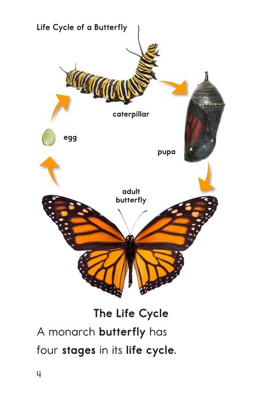 The Butterfly Life Cycle绘本故事第3页