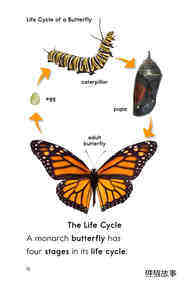 The Butterfly Life Cycle绘本故事第3页