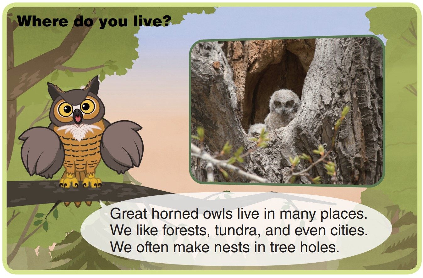 Great Horned Owl绘本故事第4页