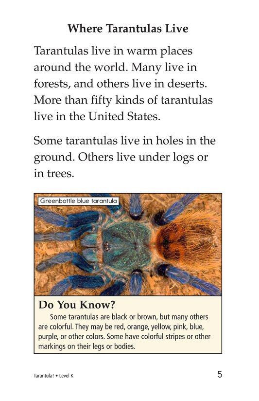 Tarantula!绘本故事第4页