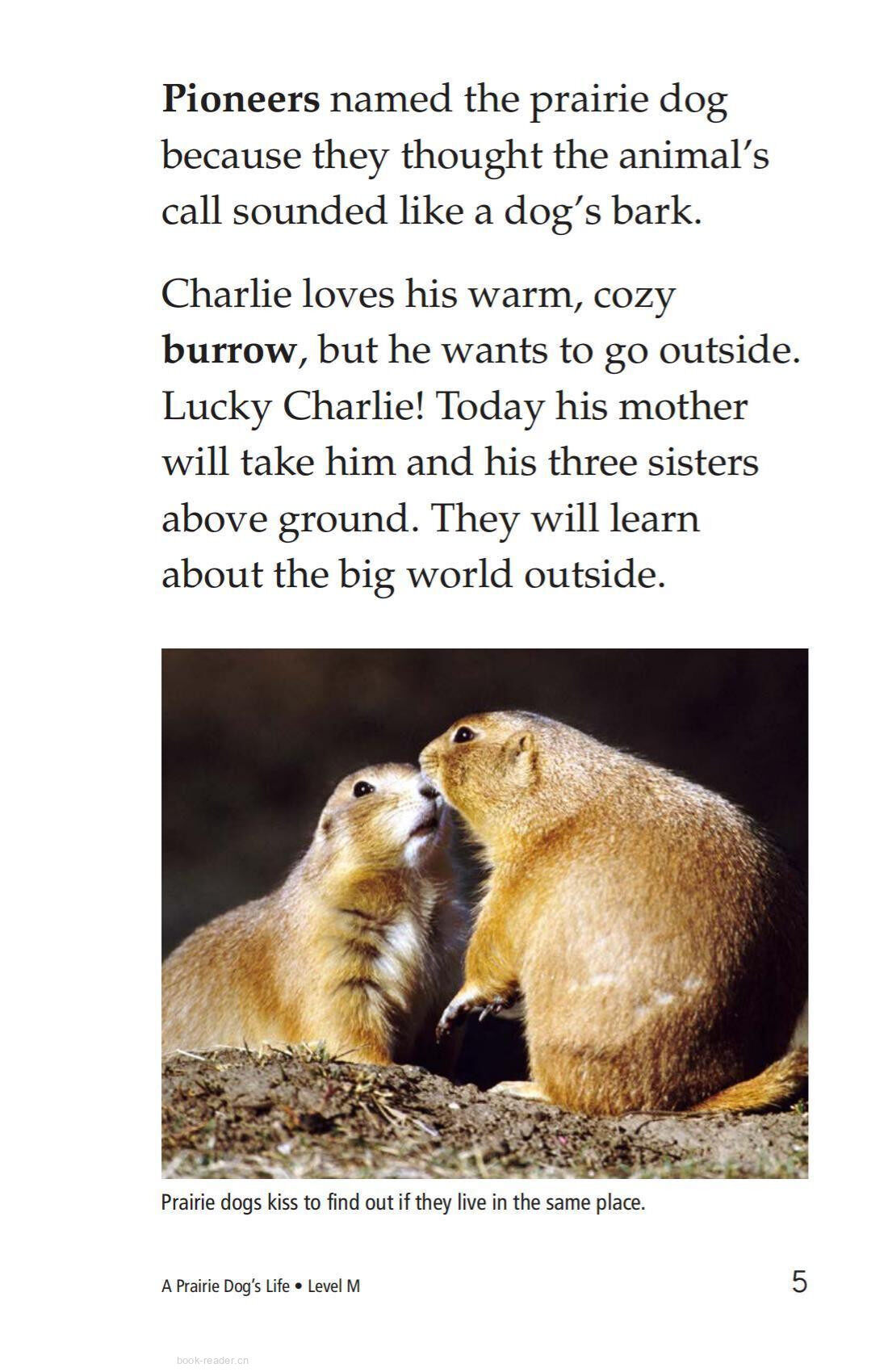 A Prairie Dog's Life绘本故事第4页