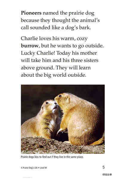 A Prairie Dog's Life绘本故事第4页