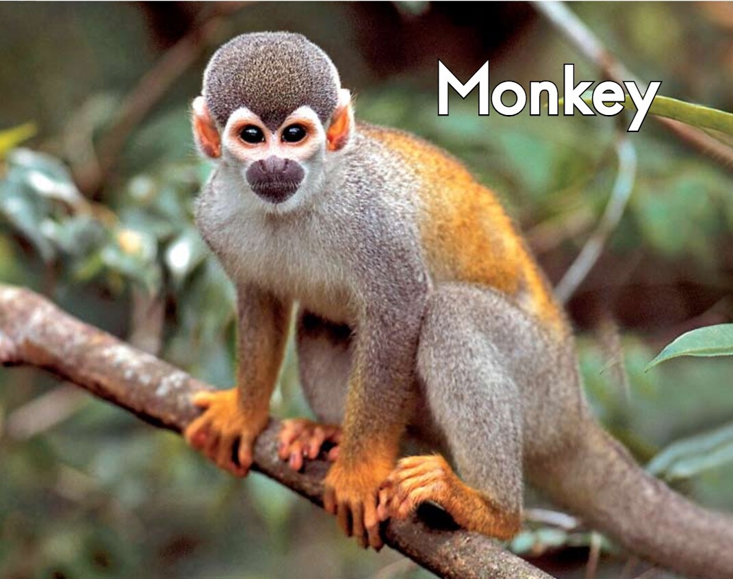 Monkey绘本故事第2页