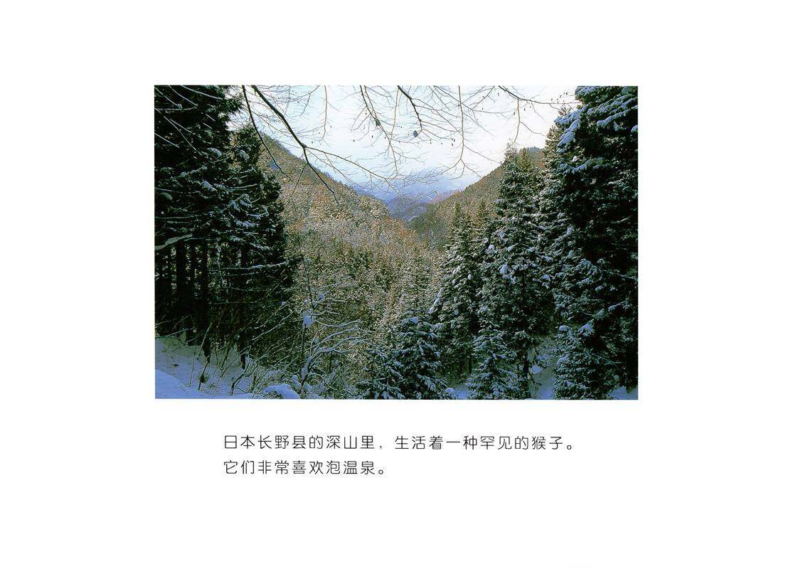 亲子绘本 喜欢暖暖的猴子绘本故事第3页