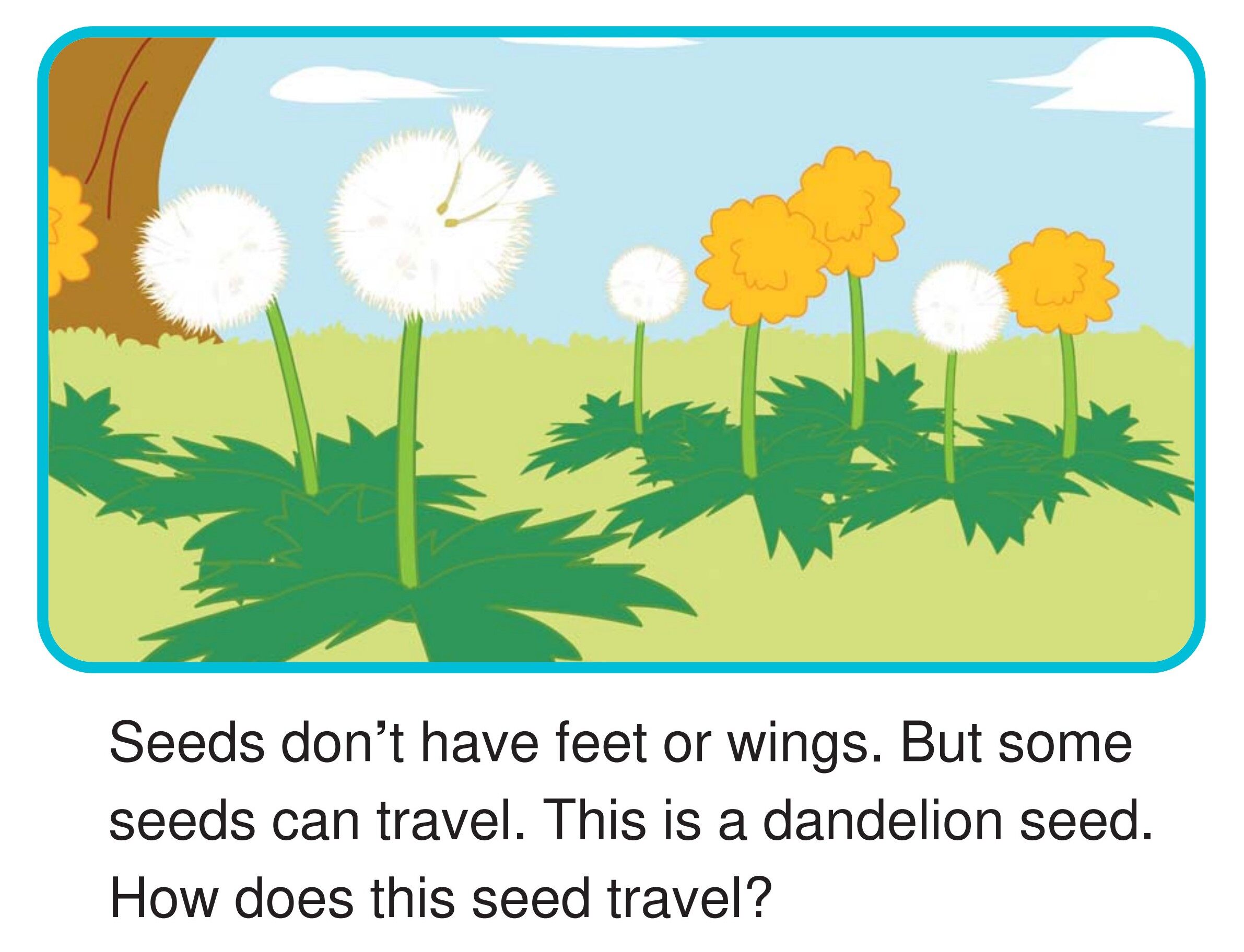 How Do Seeds Travel?绘本故事第2页