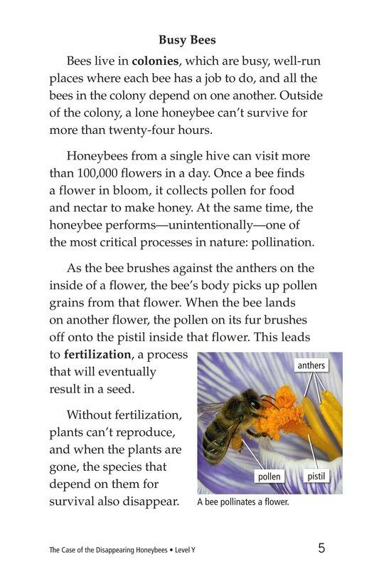 The Case of the Disappearing Honeybees绘本故事第4页