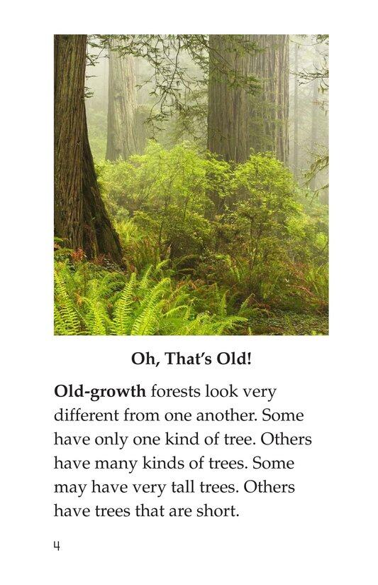 Woods of Wonder绘本故事第3页