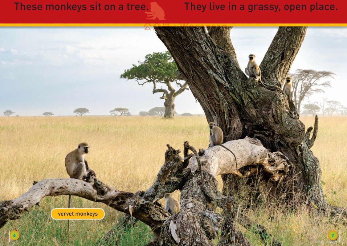 Hang On Monkey绘本故事第5页