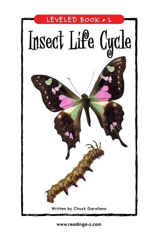 Insect Life Cycle绘本故事第2页