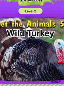 Wild Turkey
