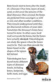 Discovering Dinosaurs绘本故事第4页