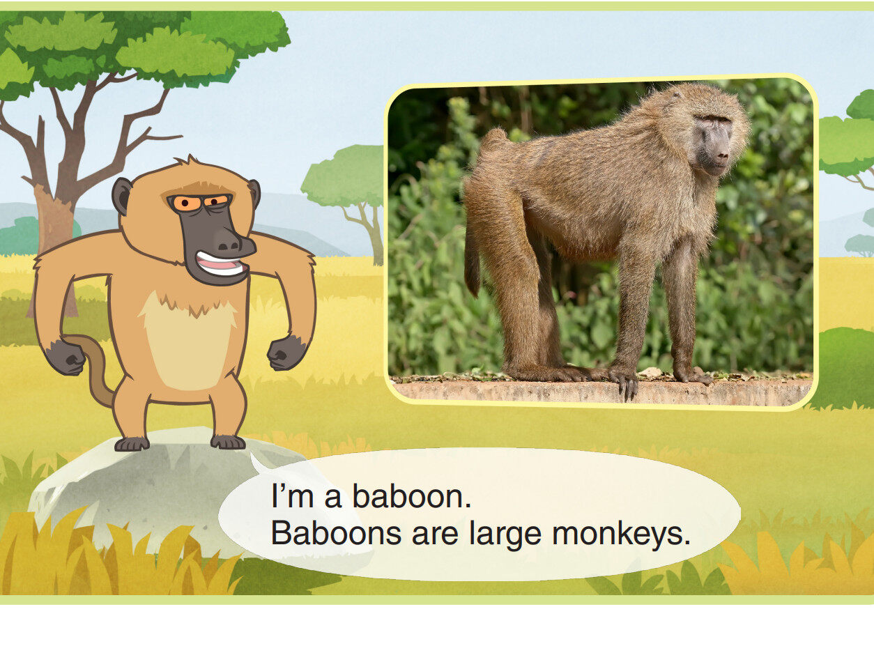 Baboon绘本故事第3页