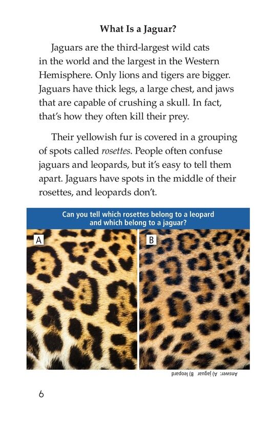 Return of the Jaguar绘本故事第5页