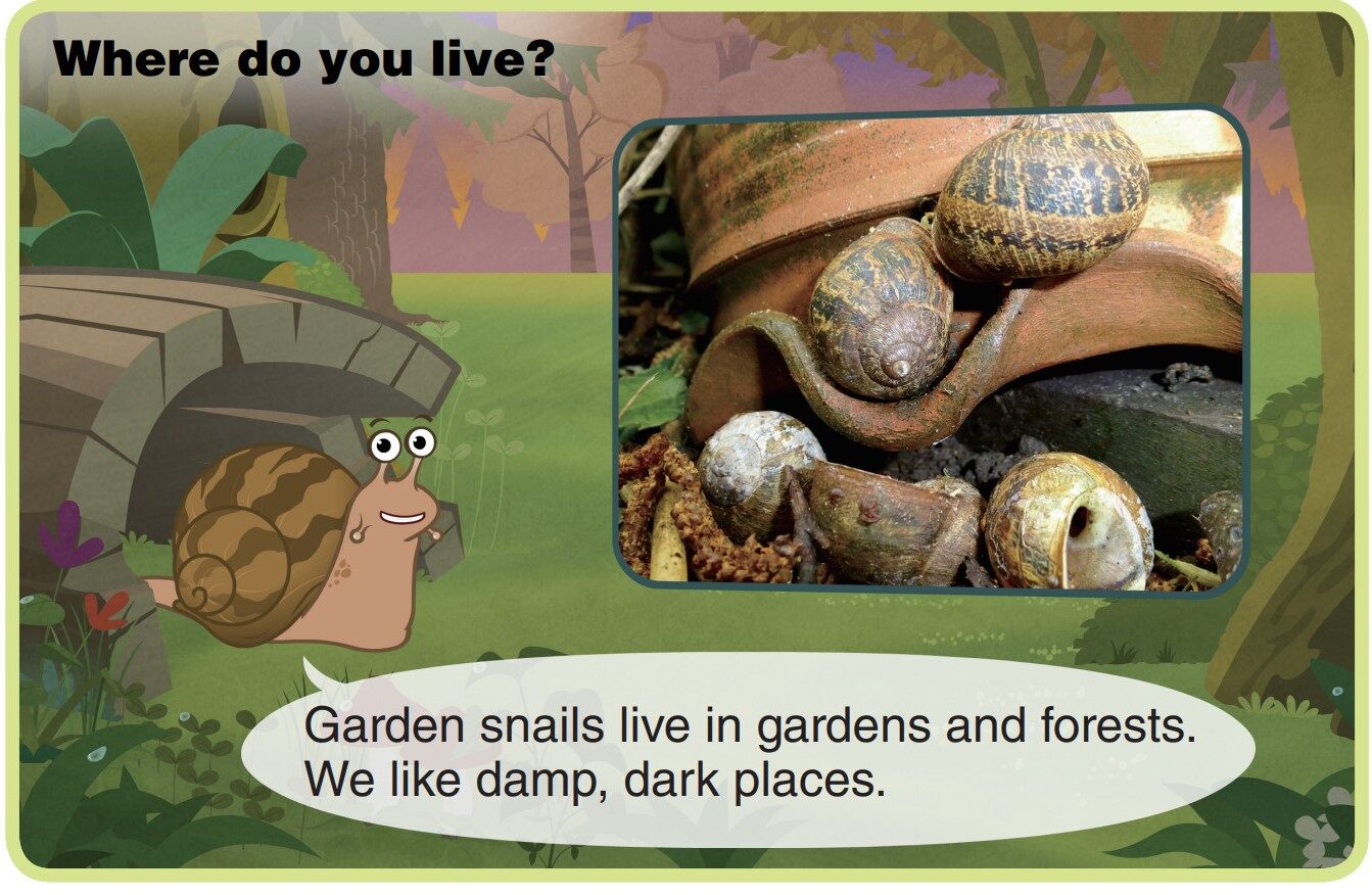 Garden Snail绘本故事第4页