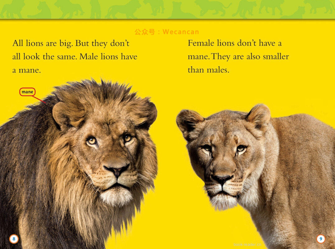 Lions绘本故事第5页