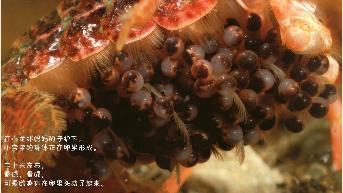 诞生了！小龙虾绘本故事第5页