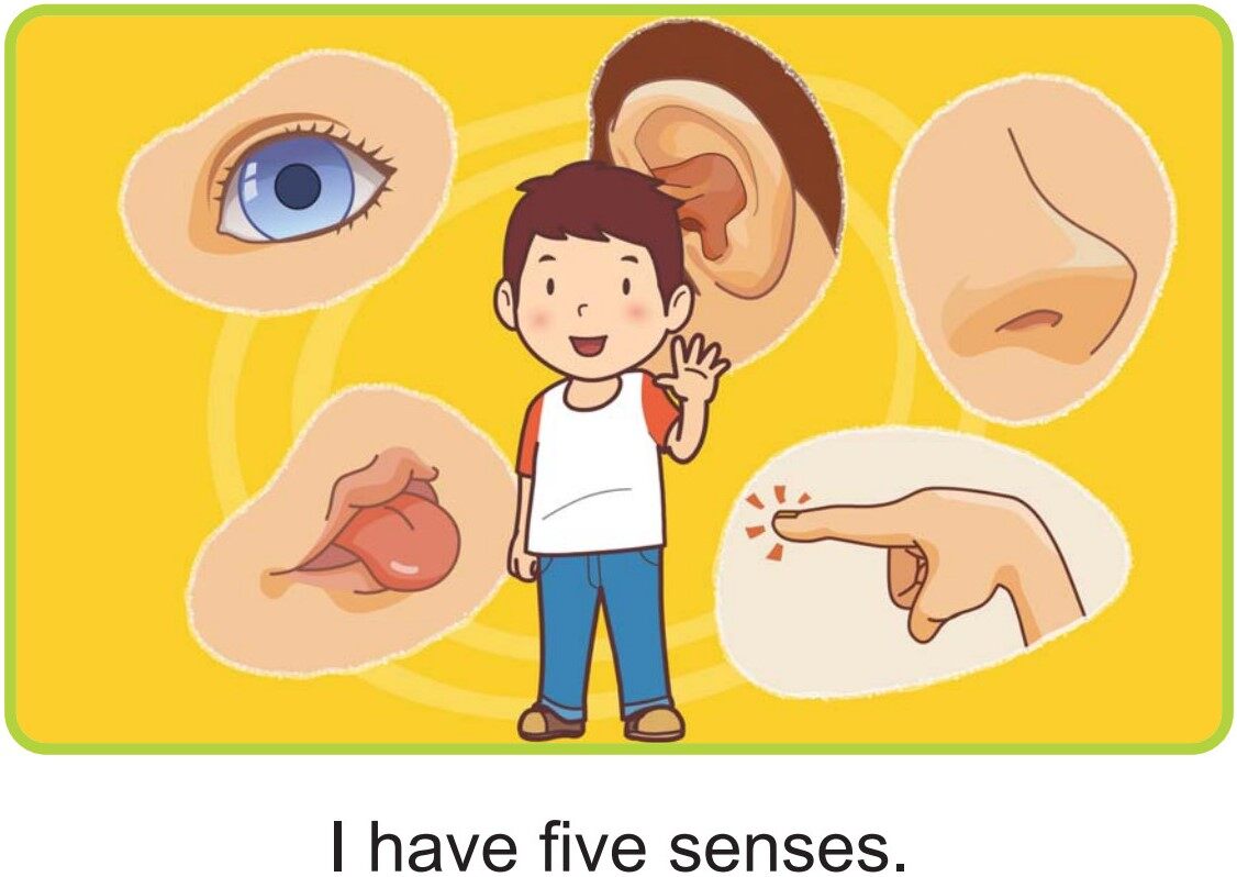 My Five Senses绘本故事第2页