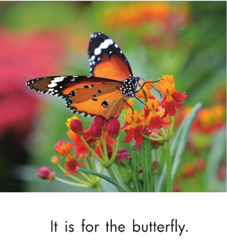 In the Garden绘本故事第5页