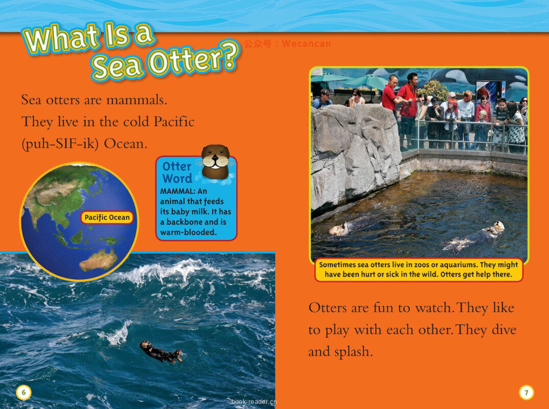 Sea Otters绘本故事第4页